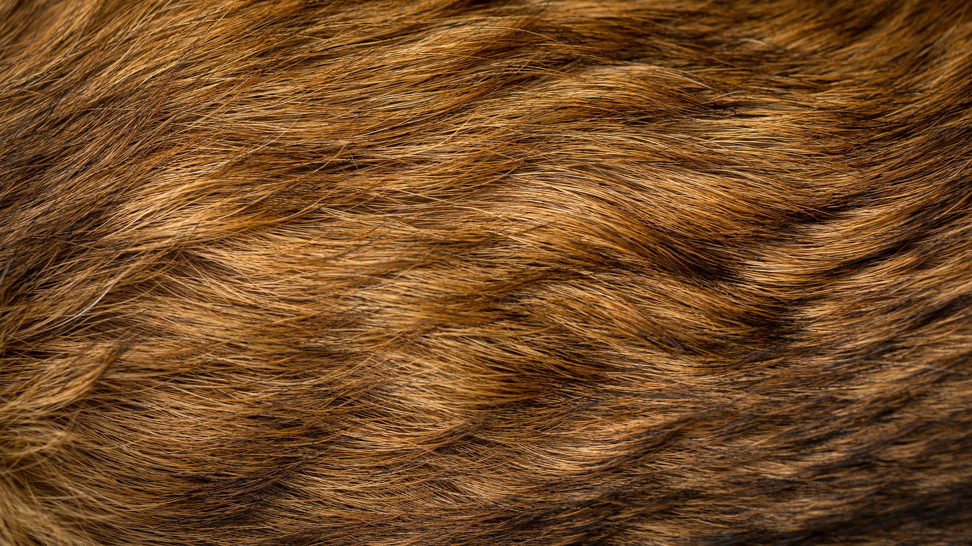 Brauchen Hund und Katze Omega-3?