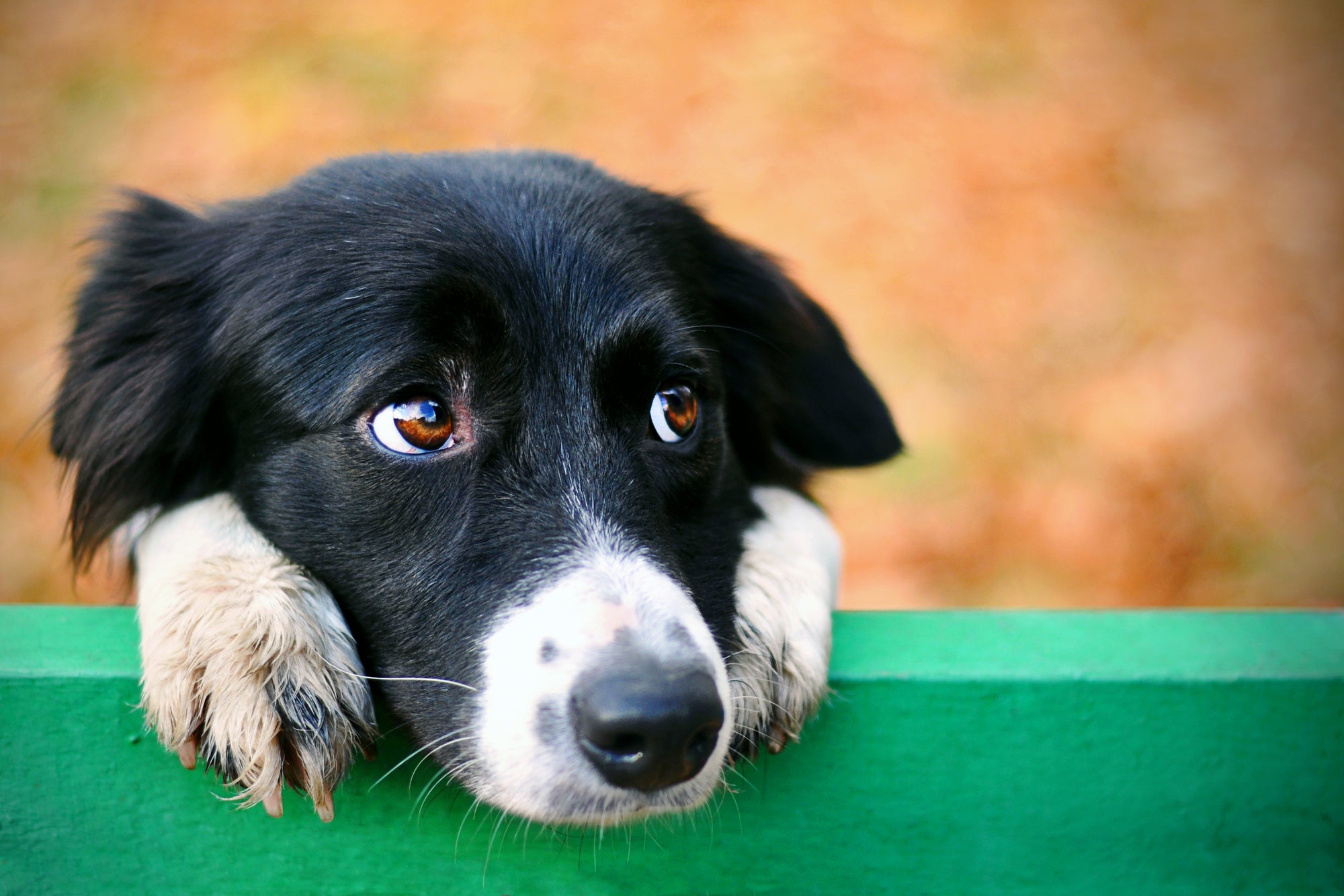 Der Hundeblick - Evolutionärer Vorteil