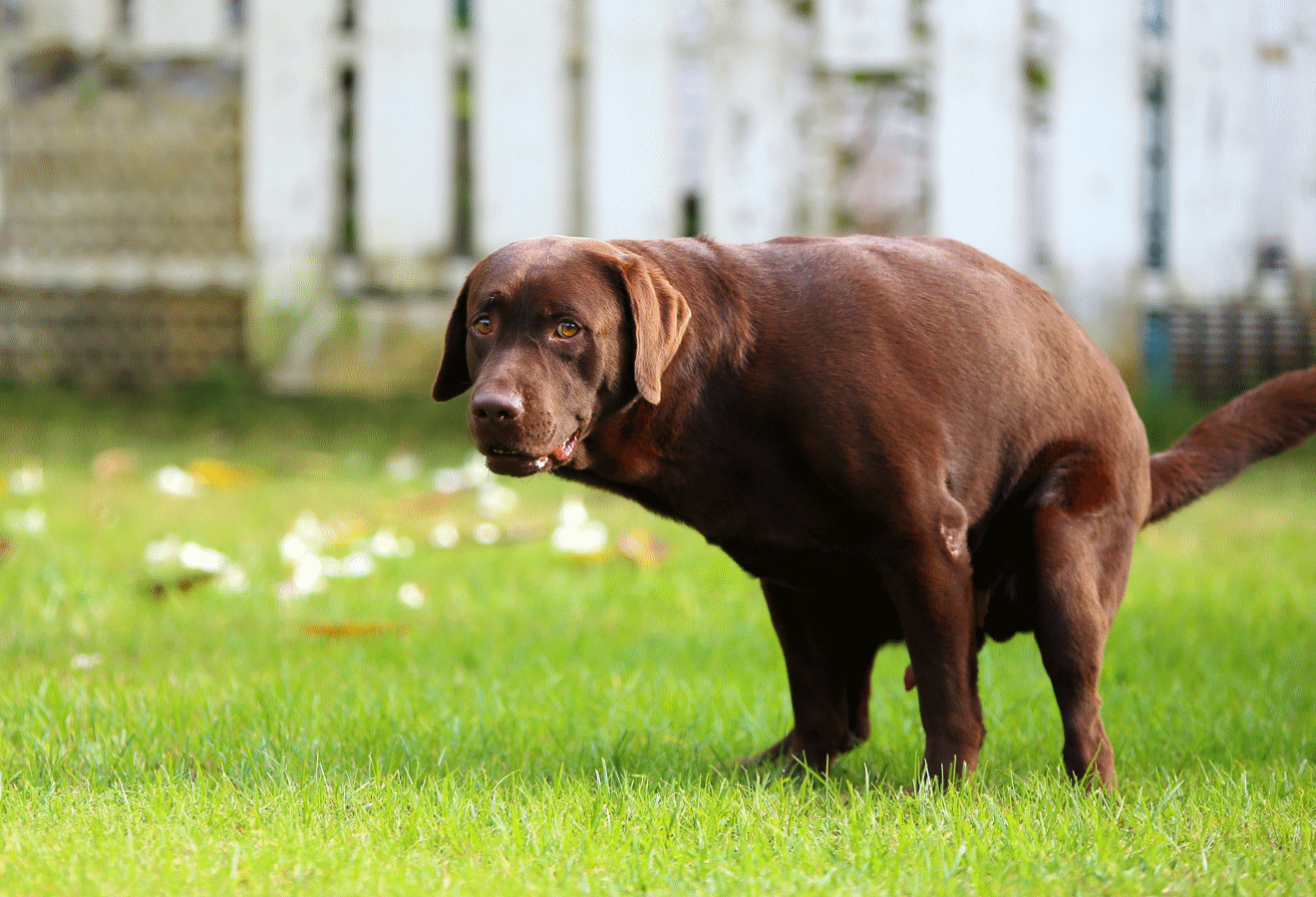 Durchfall beim Hund