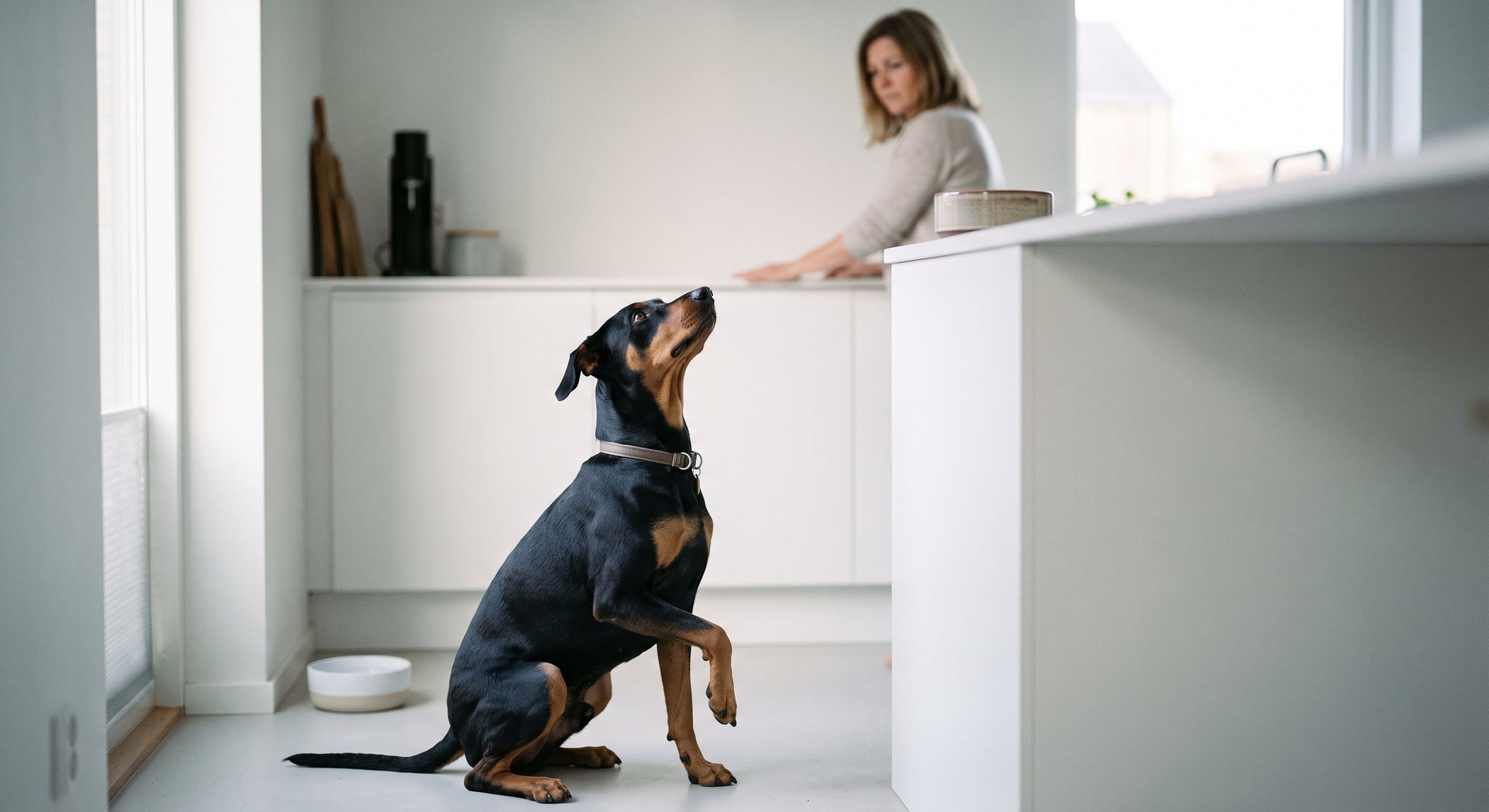 Was stoppt Durchfall beim Hund sofort? 8 Optionen 2026