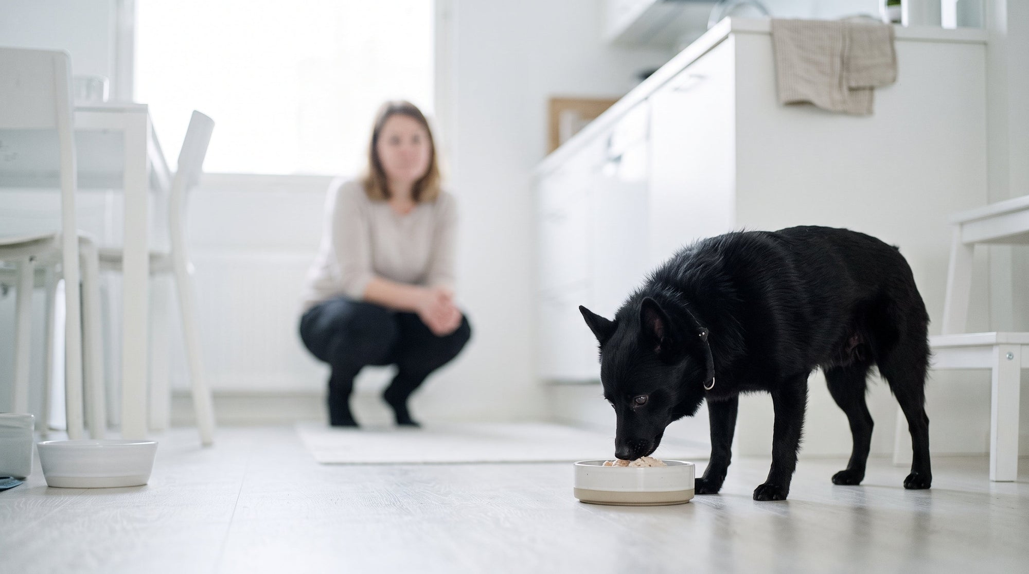 Hund Durchfall nach Antibiotika: Hilfe & Aufbau