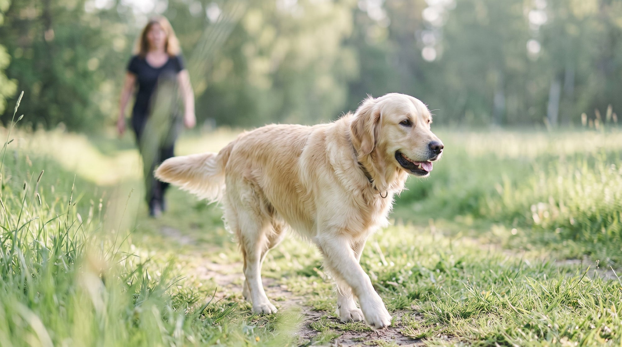 Darmflora Hund nach Wurmkur: So unterstützt du sie