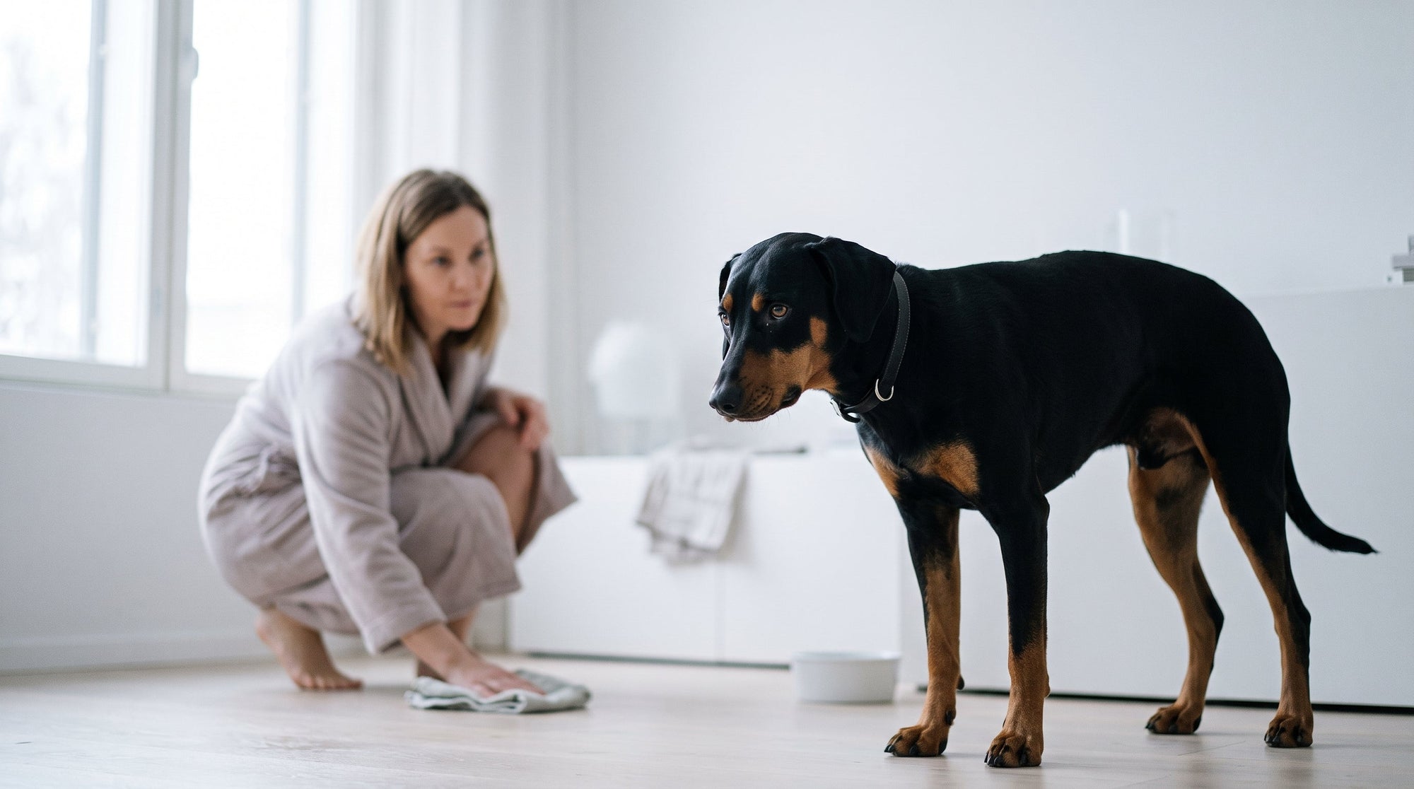 Hund erbricht weißen Schaum: Ursachen & Soforthilfe