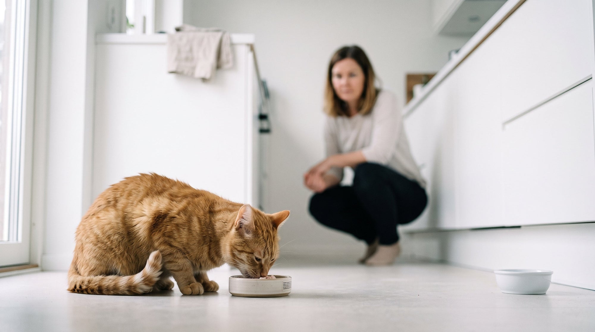 Schonkost für Katzen bei Durchfall: Das darf in den Napf