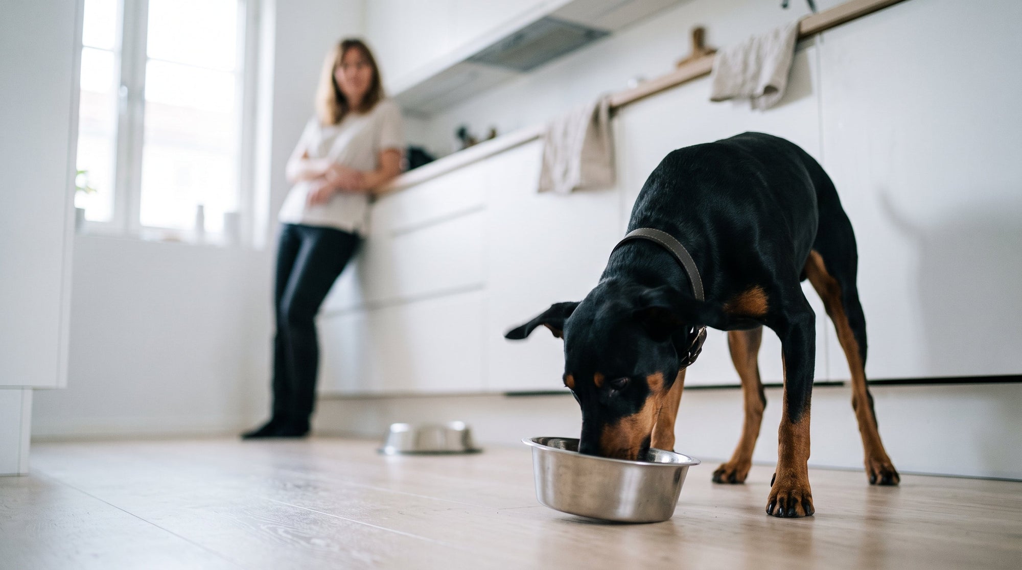Hund rülpst ständig: Ursachen & was wirklich hilft