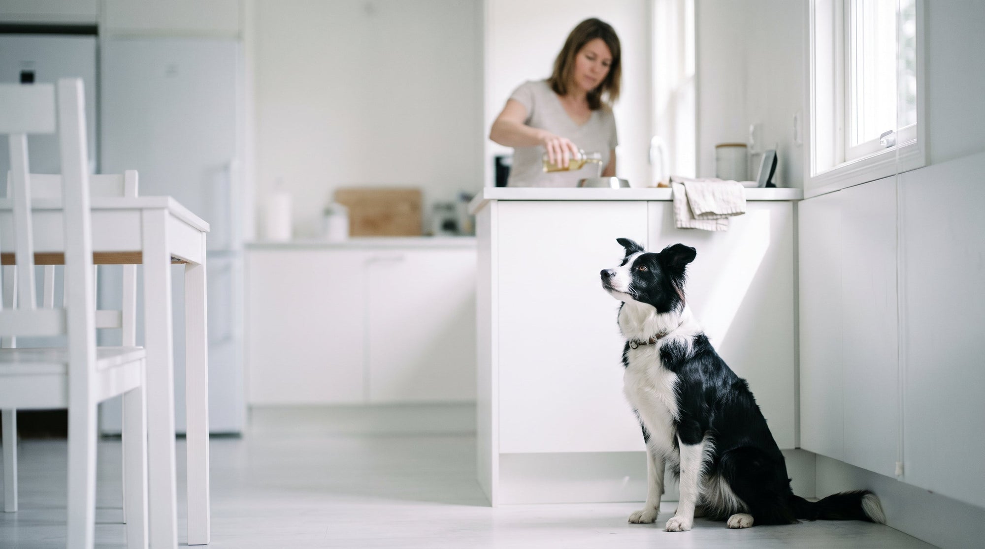 Omega-3-Öl für Hunde: Wirkung, Dosierung und Kaufhilfe