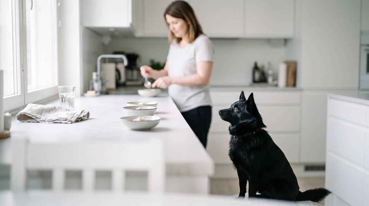 Darmflora beim Hund aufbauen: Schritt-für-Schritt nach Durchfall, Stress oder Antibiotika