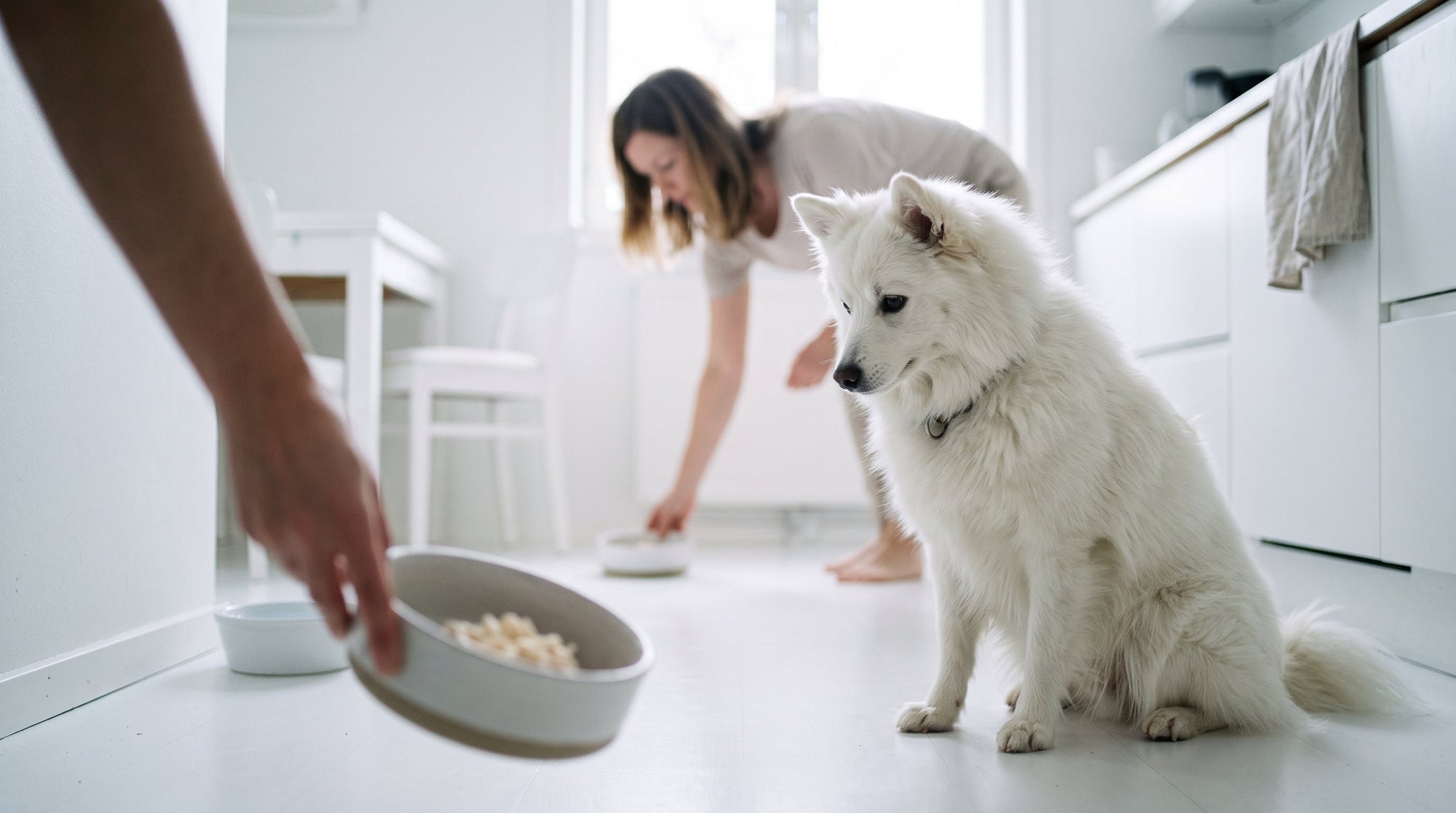 Hund Durchfall Schonkost: Was du füttern kannst