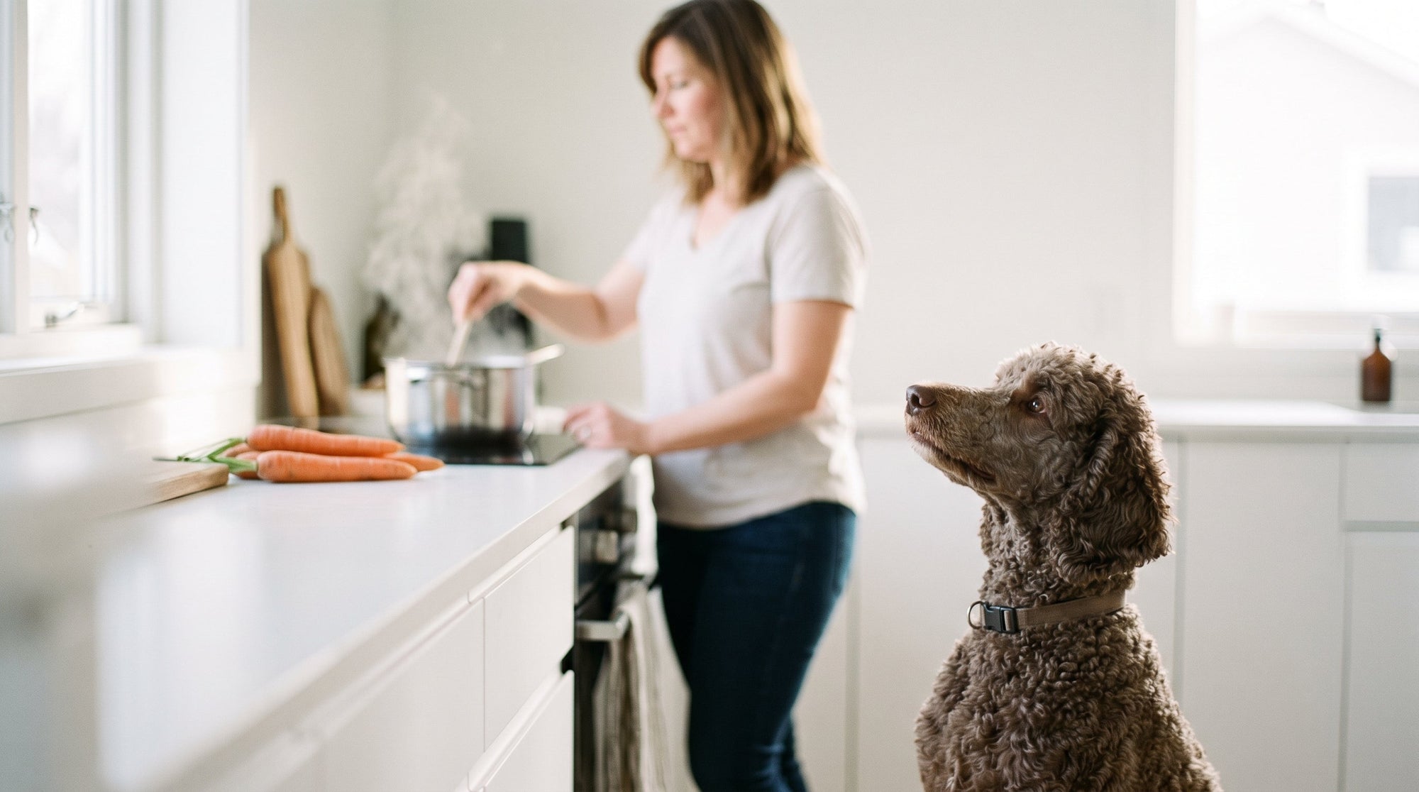 Morosche Karottensuppe für Hunde kaufen oder selber kochen?
