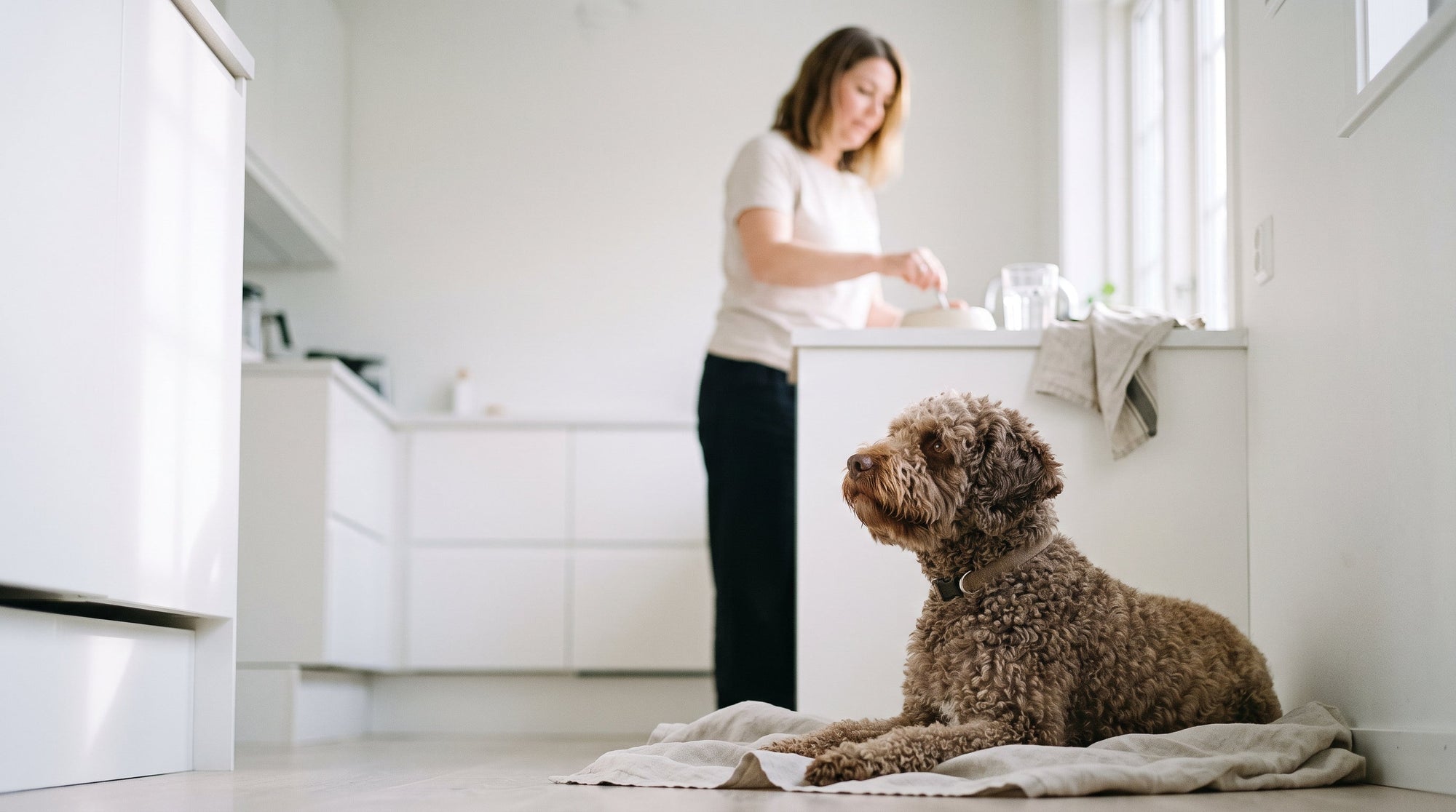 Magen-Darm-Pulver für Hunde: Wann es sinnvoll ist