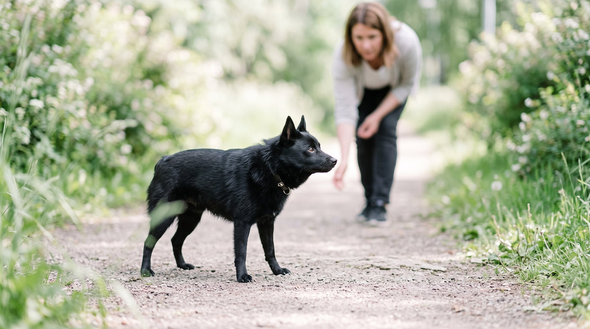 Rückwärtsniesen beim Hund: Ursachen & Soforthilfe 2026
