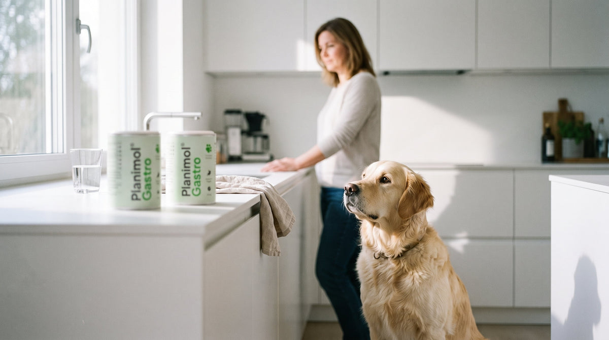 Planimol Gastro Pulver oder Tabletten: Was passt?