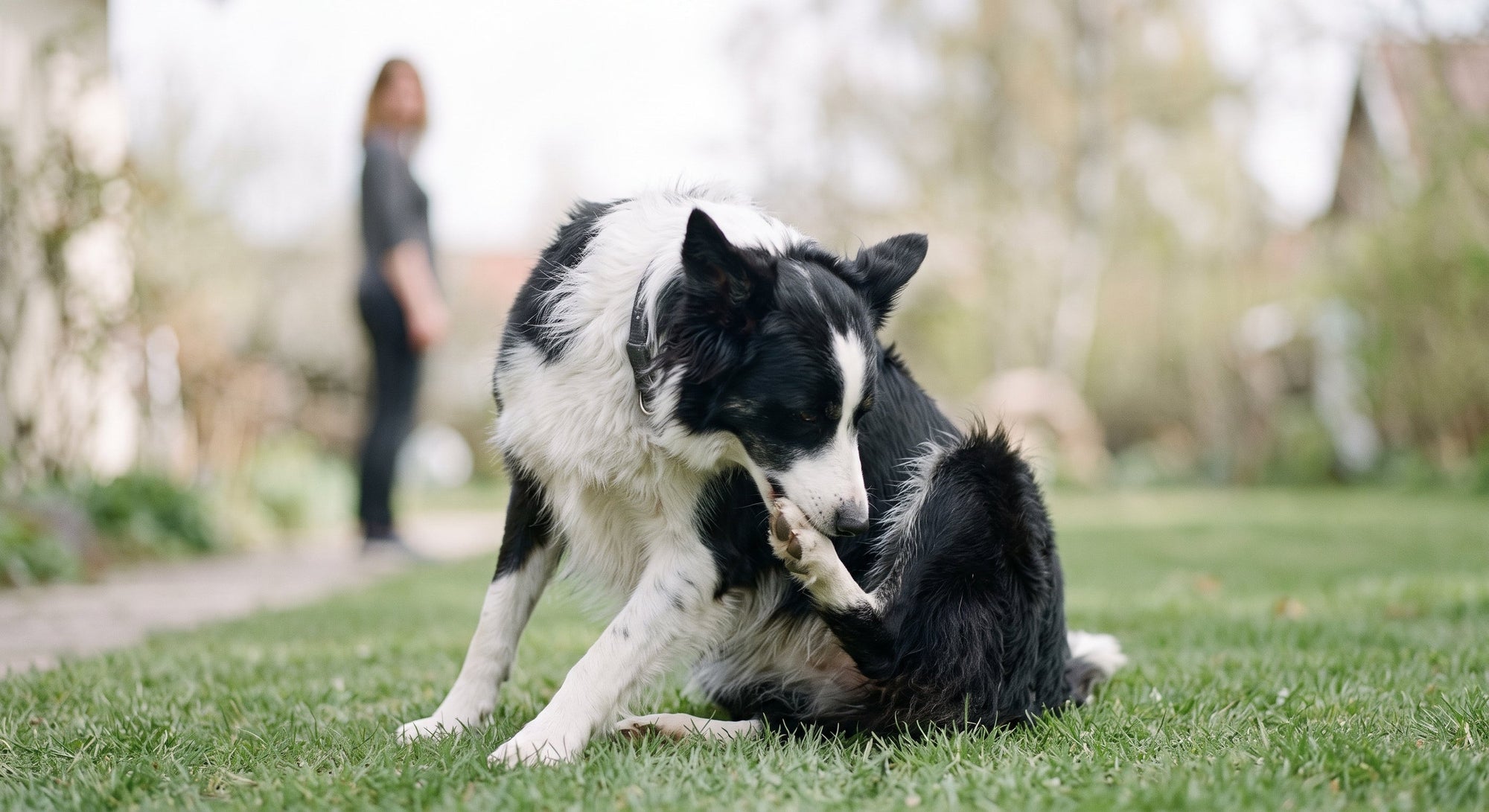 Hund juckt sich ständig: Ursachen und was hilft