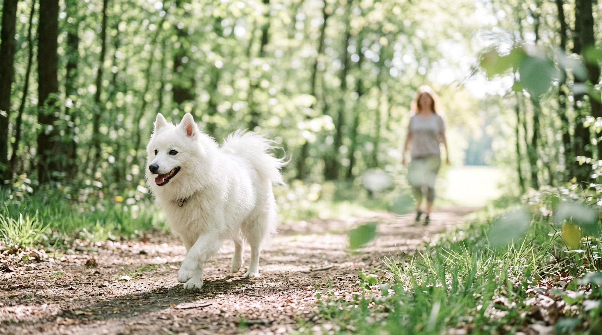 Immunsystem beim Hund stärken: 8 alltagstaugliche Wege