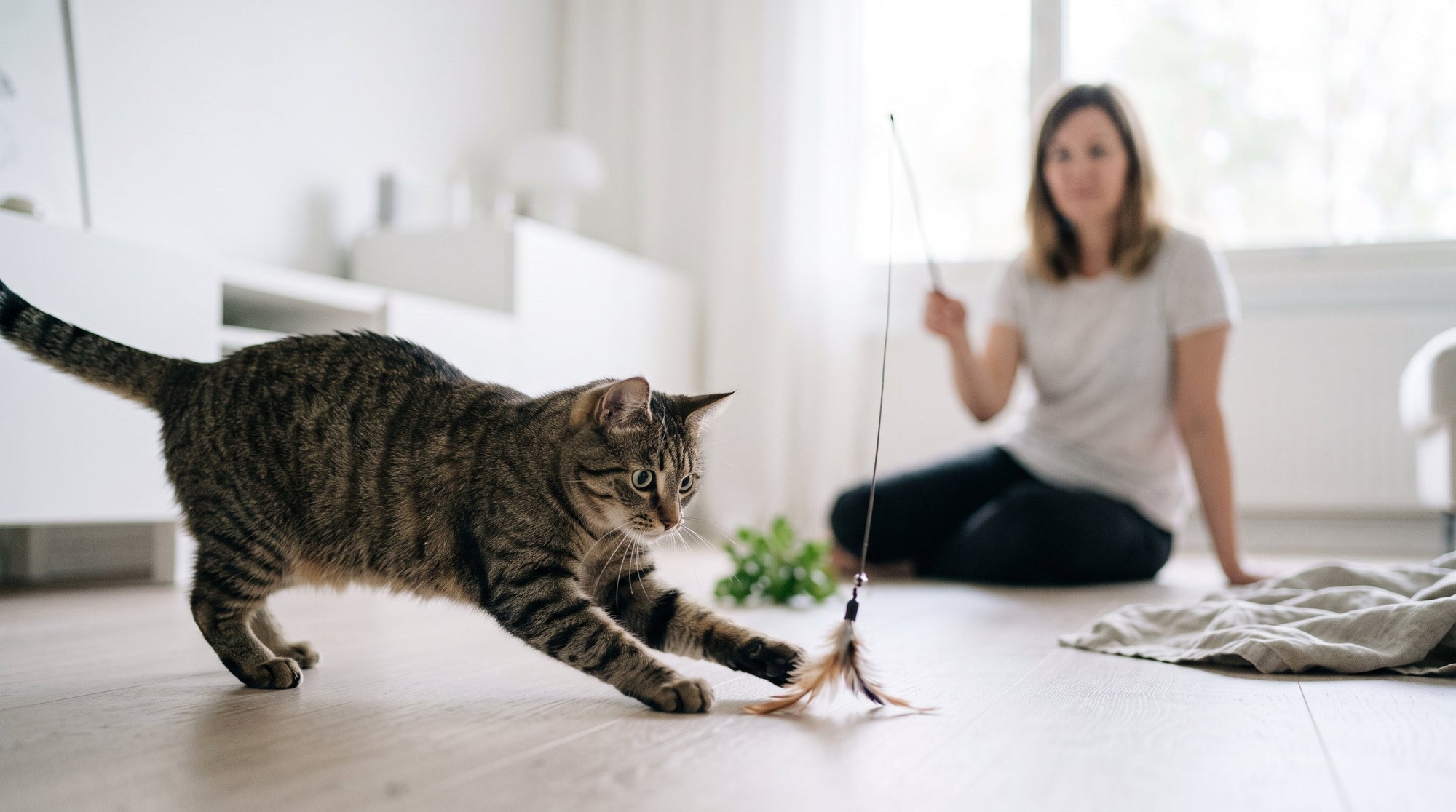 Immunsystem der Katze stärken: Was wirklich sinnvoll ist