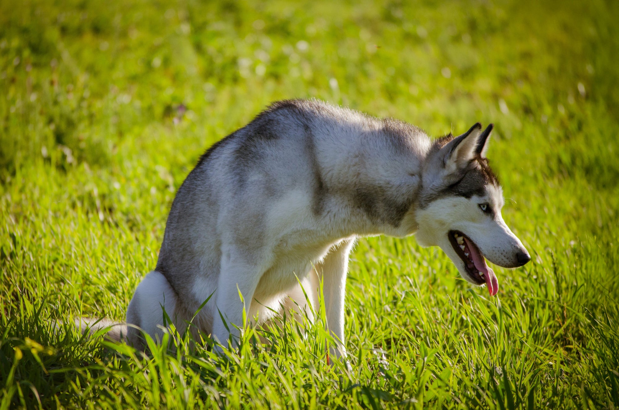 Hund hat Durchfall: Was tun? Ursachen, Hausmittel & wann zum Tierarzt