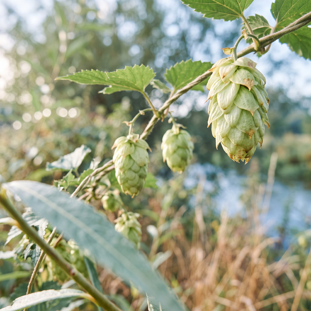 Hopfen